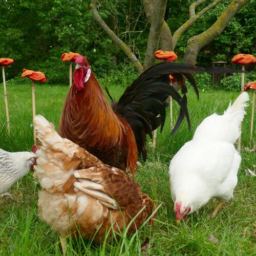 Vier Hühner sitzen im Gras